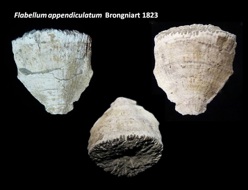 Flabellum appendiculatum (Brongniart 1823) Flabel10