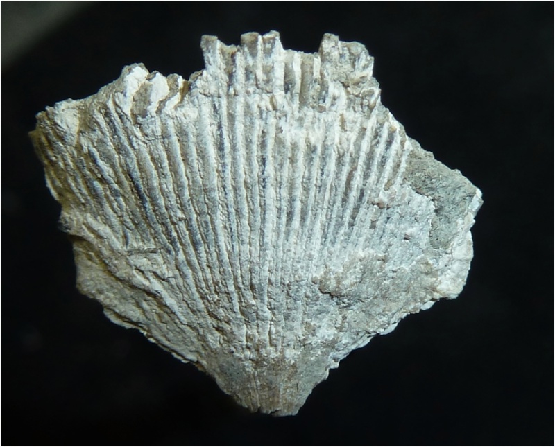 Flabellum appendiculatum (Brongniart 1823) Flabel12