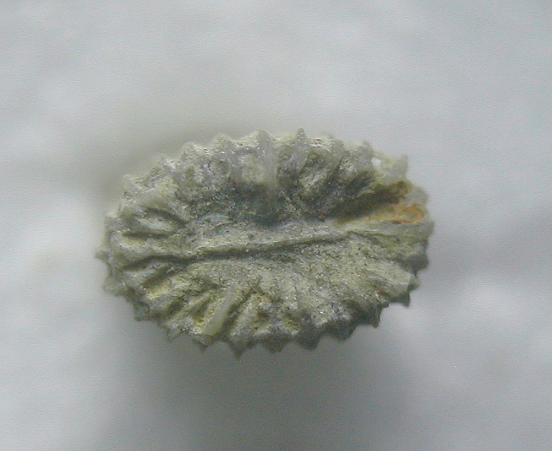 Sphenotrochus ?faudonensis (Barta-Calmus 1973) Sans_t11