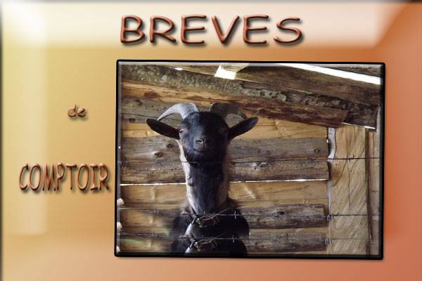 les breves de comptoir