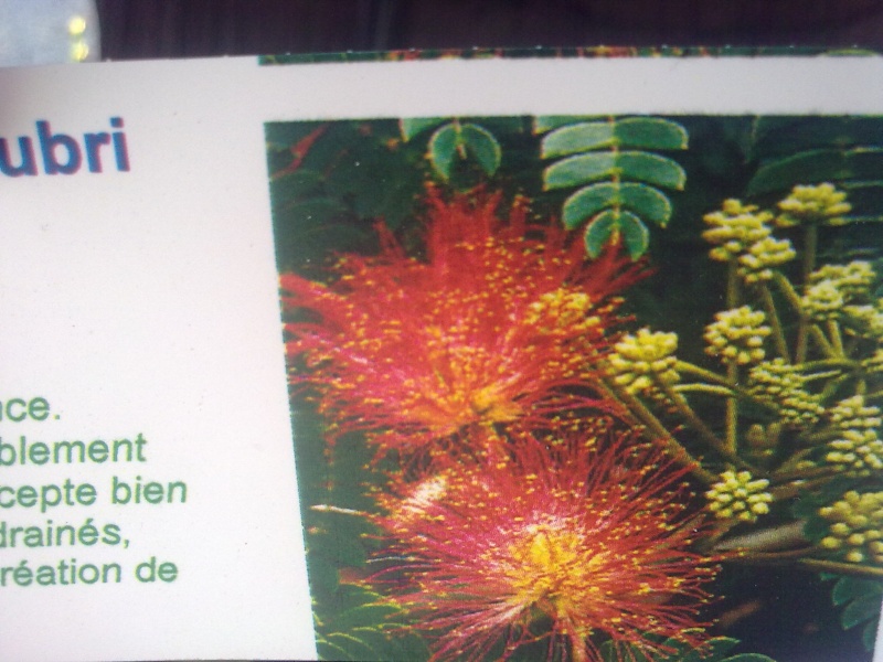 albizia 05082013