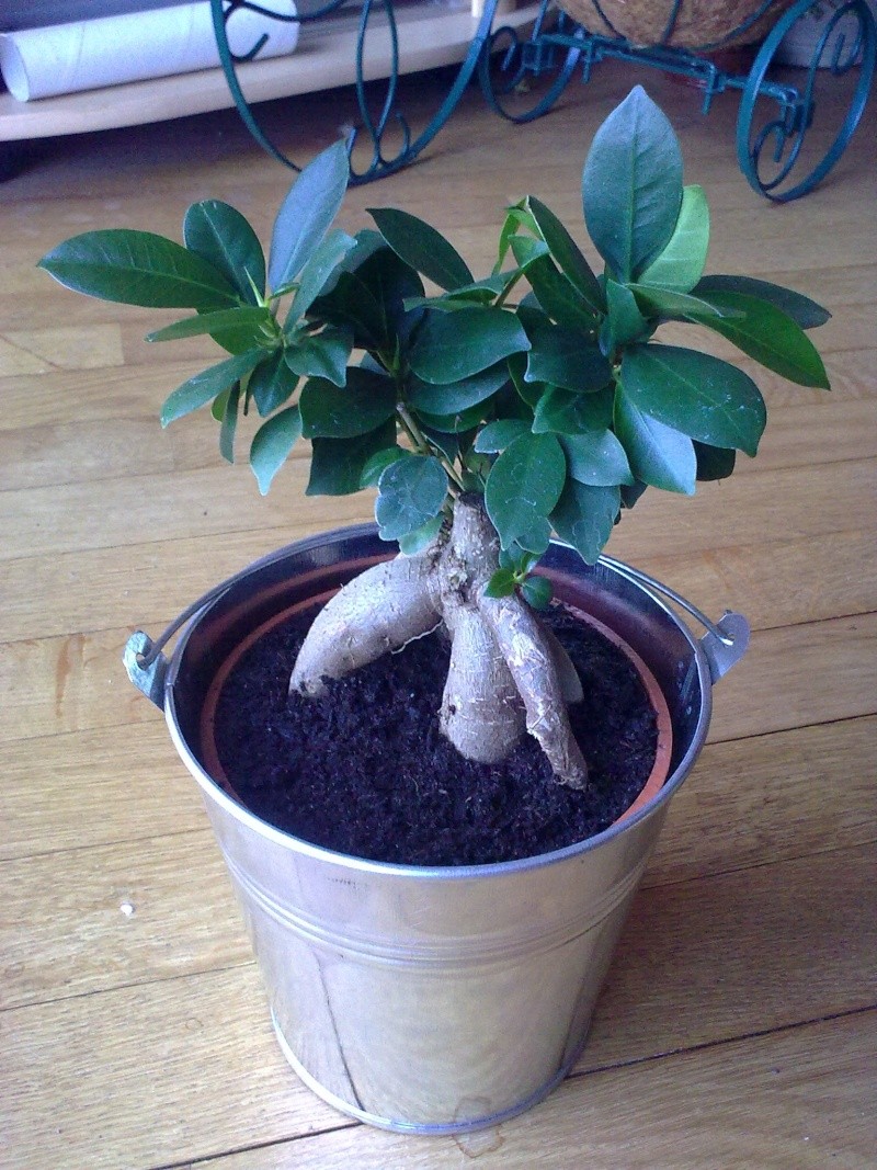 ficus ginseng 13082025