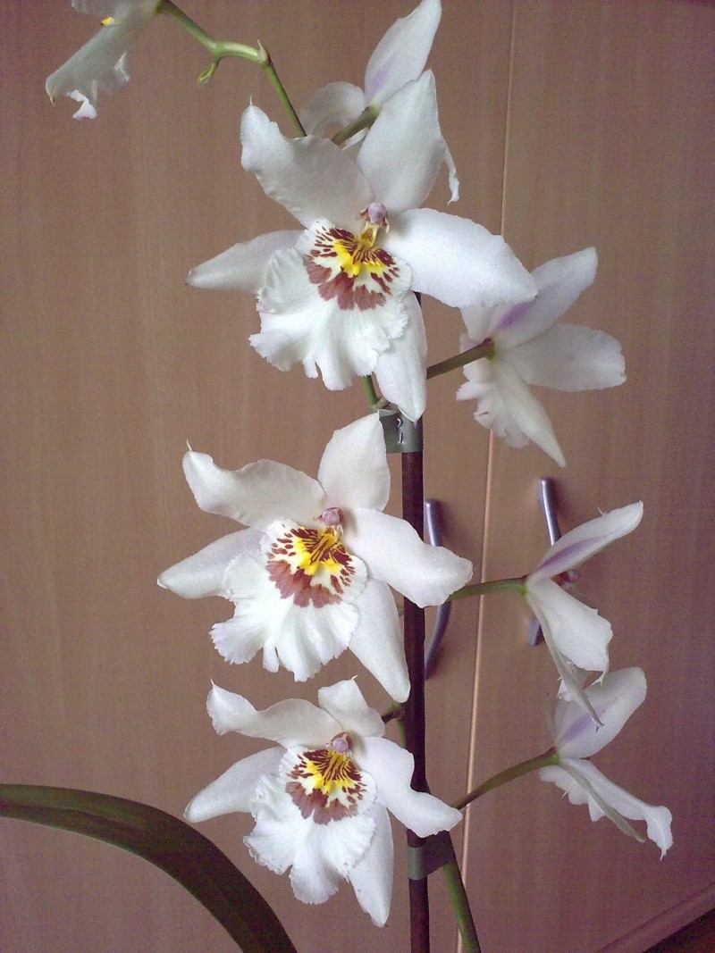 mon orchidée "cambria" en hydro - Page 2 16062011