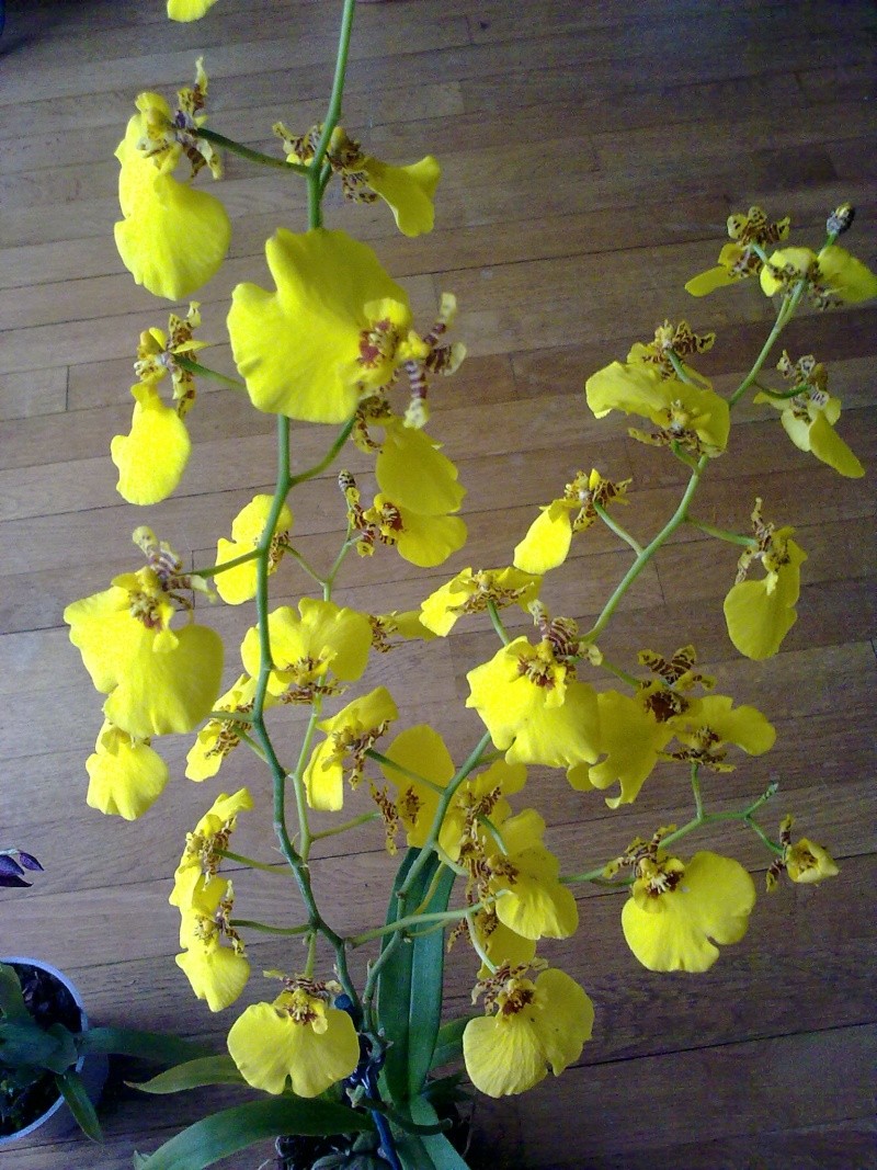 deux autres orchidées 16092014