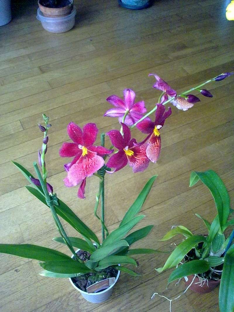 deux autres orchidées 16092016