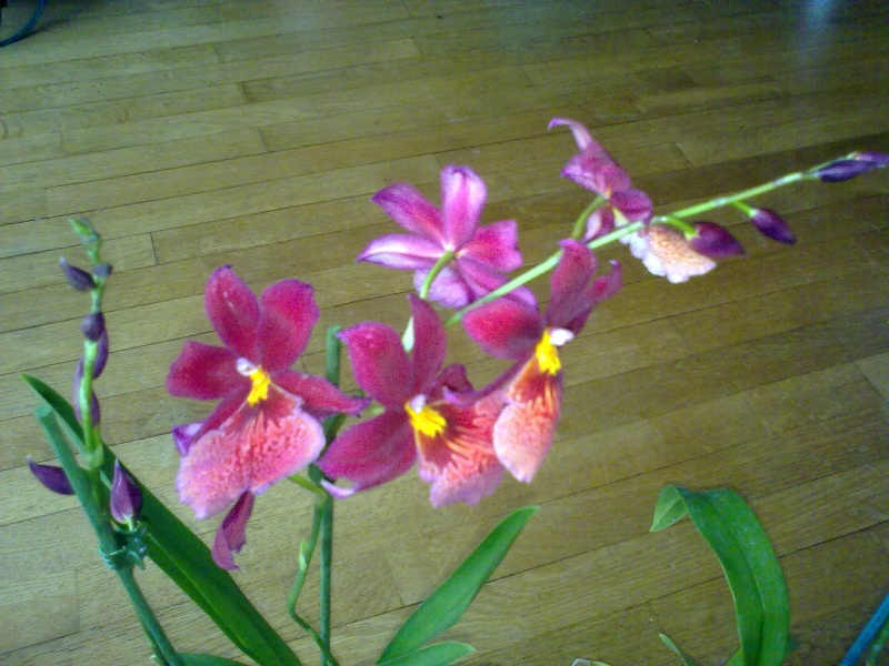 deux autres orchidées 16092017
