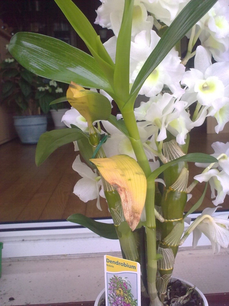 mon orchidée "cambria" en hydro 22072019