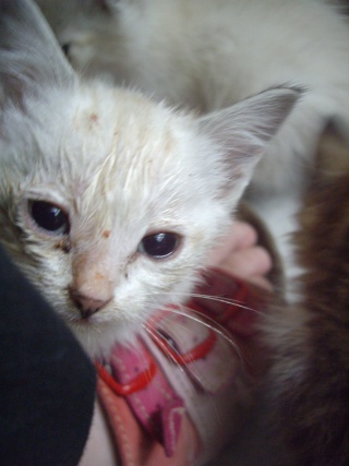 4 petits bébés trouvés sur une route... 1_aout13