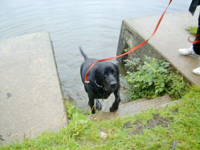 Atton, labrador noir de 4 ans, castré Atton_10