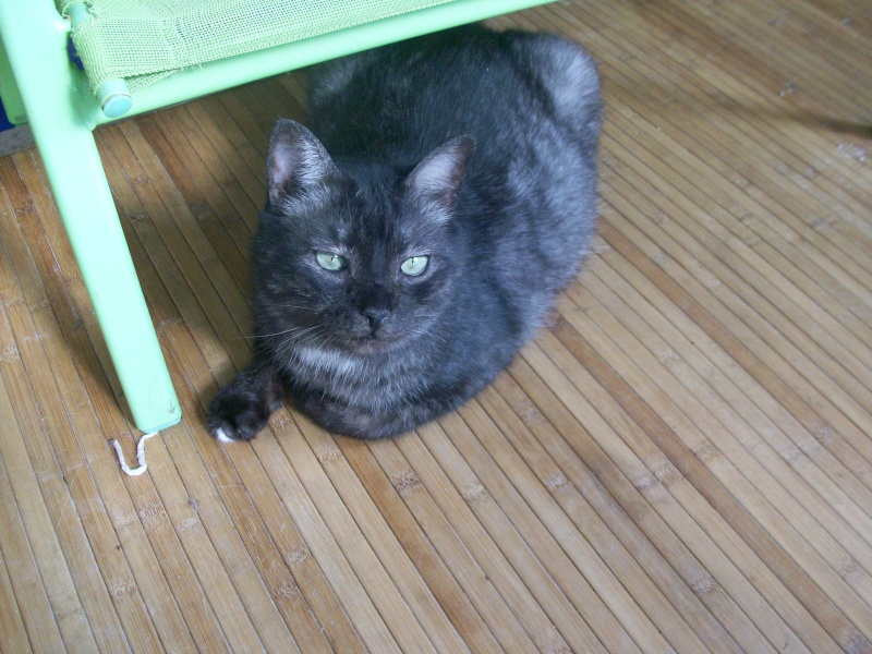 Mimi, chat tigré couleur noir fumé de 5 ans Mimi_j10