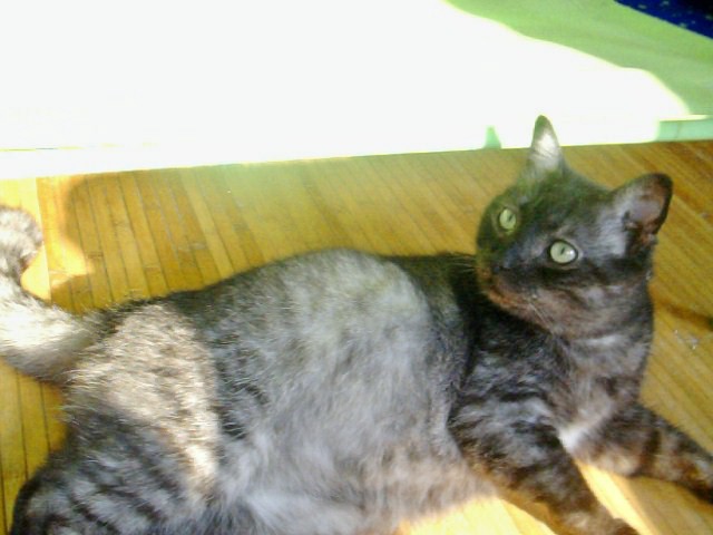Mimi, chat tigré couleur noir fumé de 5 ans Mimi_j11