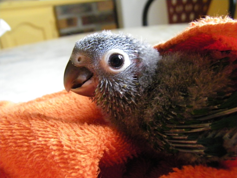 Ma couvée de conure de Molina 100_1810