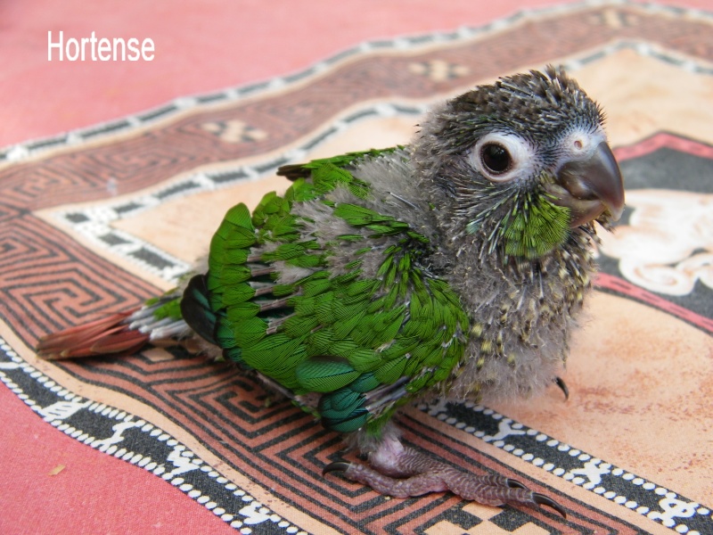 Petit conure Conure10