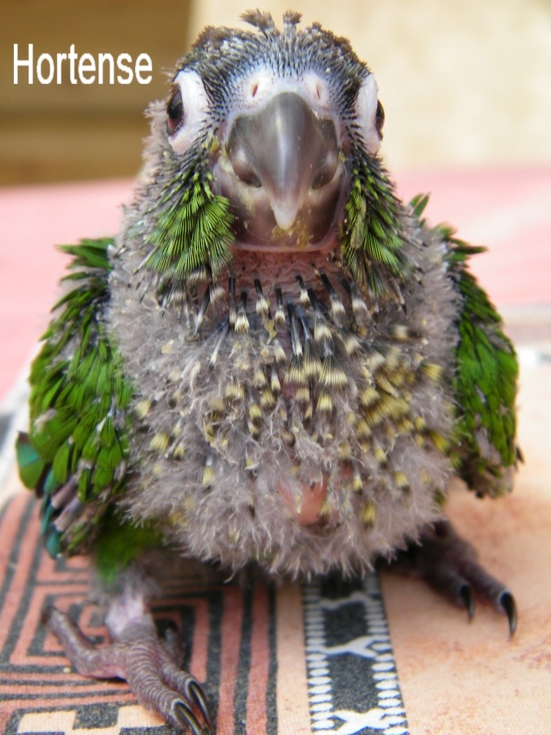 Evolution d'une jeune conure. Conure12