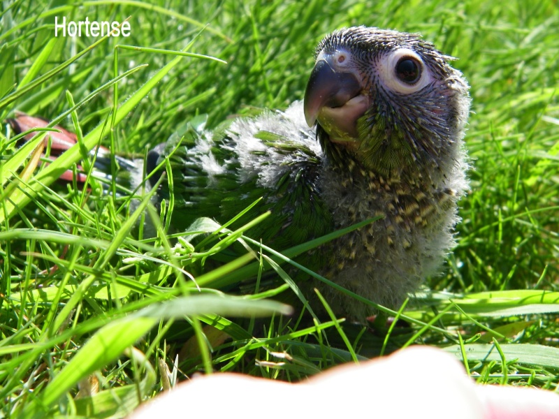 Petit conure Conure13