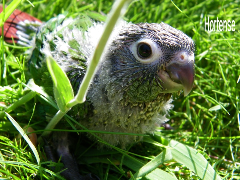 Evolution d'une jeune conure. Conure14