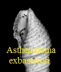 AAA Vignettes galerie fossiles Asthen10