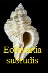  AAA Vignettes galerie fossiles Eofava10
