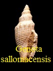 AAA Vignettes galerie fossiles Genosa10