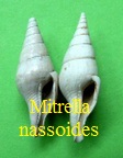  AAA Vignettes galerie fossiles Mitrna11
