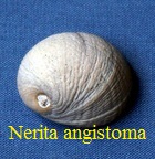  AAA Vignettes galerie fossiles Nerita10