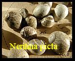  AAA Vignettes galerie fossiles Neriti10