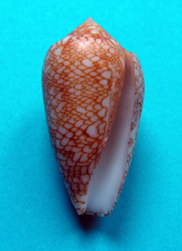 Conus (Cylinder) archiepiscopus suzannae   van Rossum, 1990 Textil16