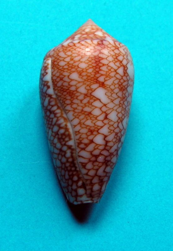 Conus (Cylinder) archiepiscopus suzannae   van Rossum, 1990 Textil17
