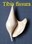 AAA Vignettes galerie fossiles Tibia_10