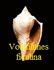  AAA Vignettes galerie fossiles Volufi10
