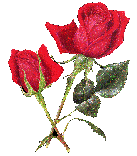 des  rose 2019 Rose010
