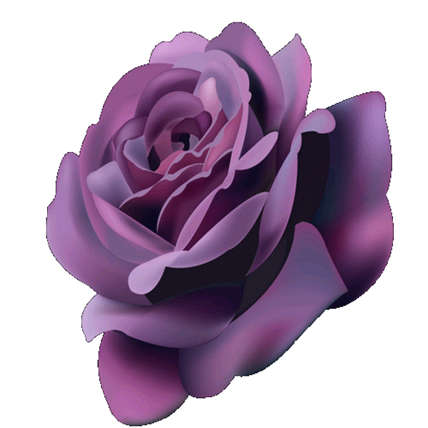des  rose 2019 Rose710