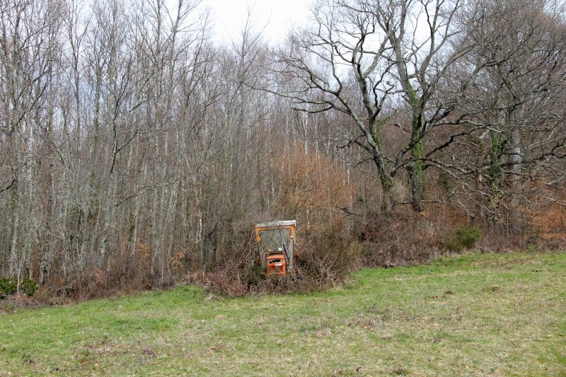 Dans les ronces... Img_5011