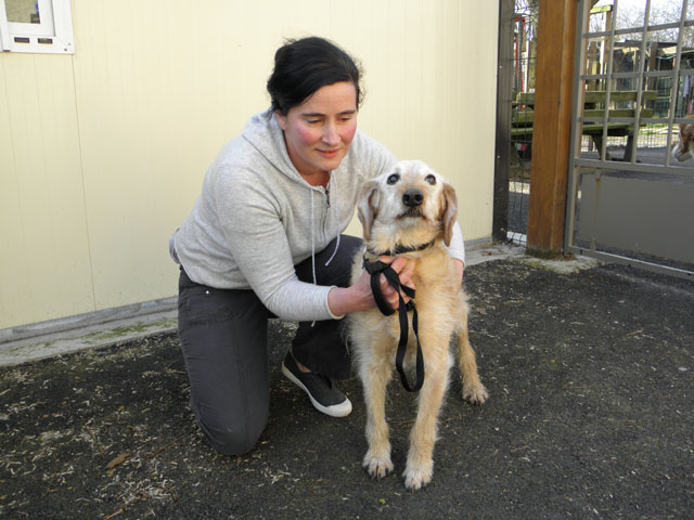 MUST (Croisé Labrador) Adopt_17