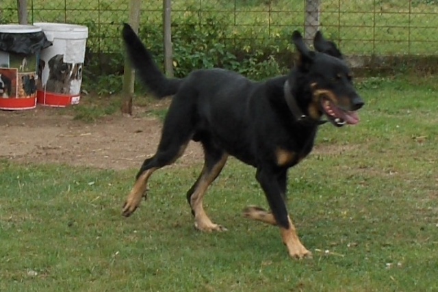 ARES (Beauceron) Aras310