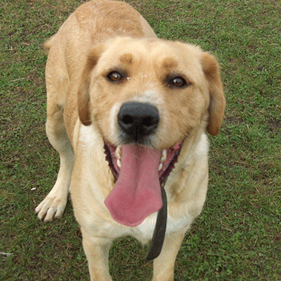 DUBAÏ (Labrador croisée griffon) Dubai310