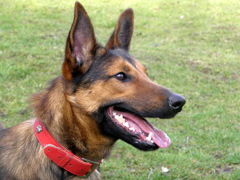 Denver Croise Beauceron Malinois Denver Croise Beauceron Malinois