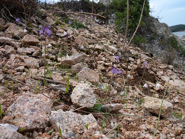 Automne en corse Acis_r10