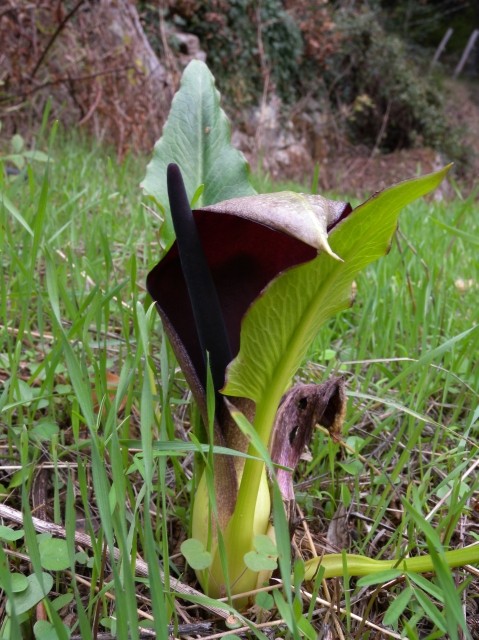 Automne en corse Arum_p10