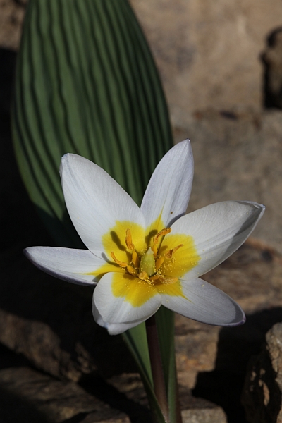 Tulipa regelii Eos5dm10