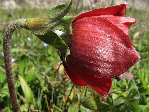 Anemone coronaria Img_7716