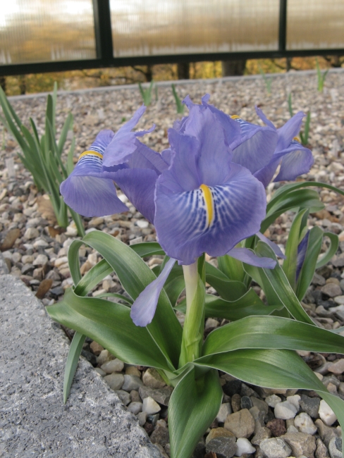 Iris planifolia Iris_p10