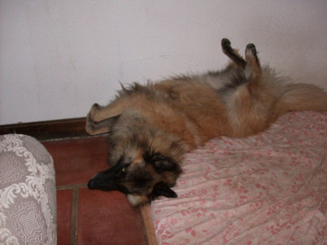 Grimaces de chien 2008_011