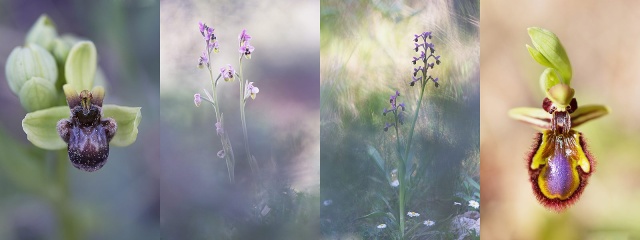 Une saison de tribulations orchidophiles ... (saison 2011) 12322810