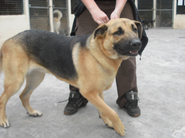 SAM Croisé berger allemand / d'Anatolie 10 mois - Aunay 14 Cimg2020