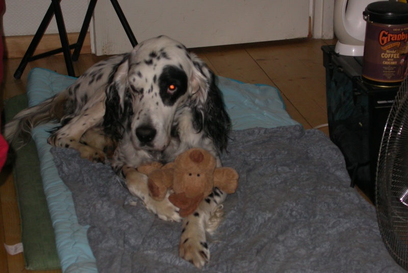 Lulu, setter anglais de 10 ans - Page 5 Lulu_a10