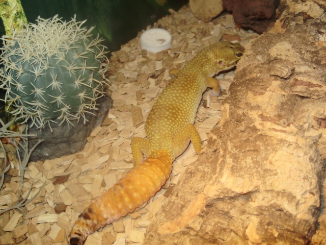 mes reptiles 03810