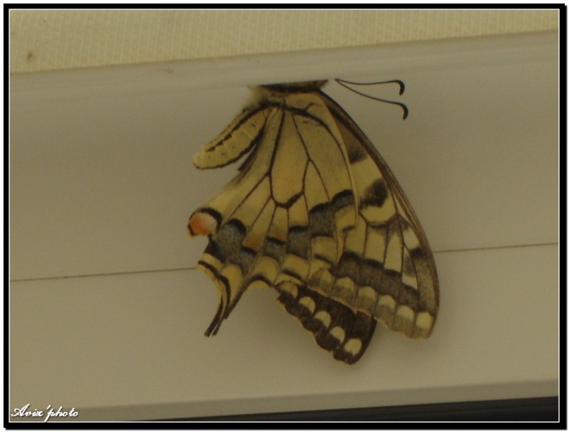 Identification papillon Photo_11