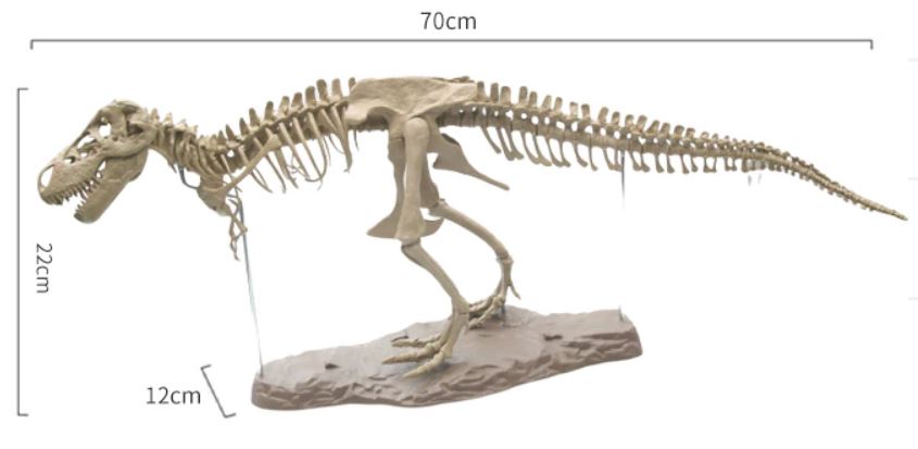 FIGURA - Esqueleto de Tyrannosaurus rex Rgtrtg10
