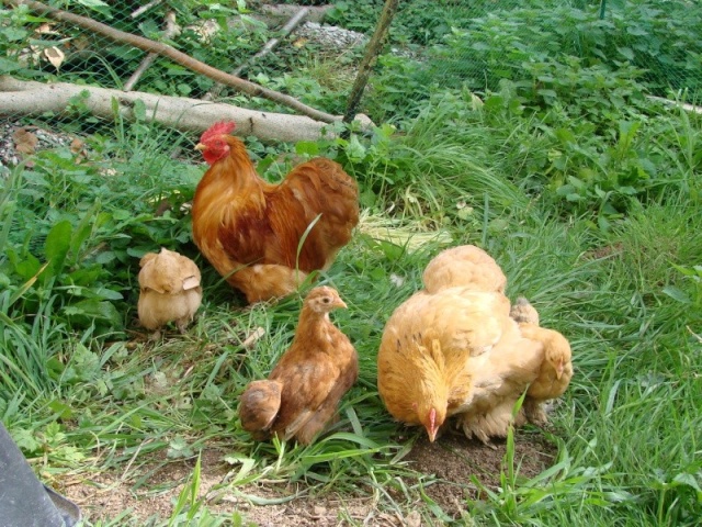 La Pékin (ex Bantam de Pékin), une vraie boule de plumes! Dsc01010